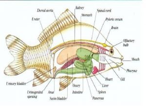 Aquaculture Fish farming Aquaculture The controlled production of