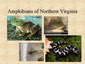 Amphibians of Northern Virginia Salamanders Caudata 1 Ambystomatidae