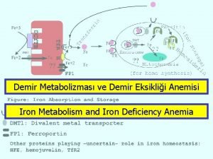 Demir Metabolizmas ve Demir Eksiklii Anemisi Iron Metabolism