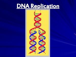 DNA Replication DNA Replication v Replication DNA copies