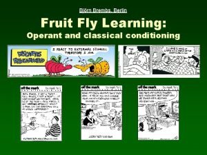 Bjrn Brembs Berlin Fruit Fly Learning Operant and