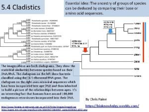 Analogous vs homologous traits