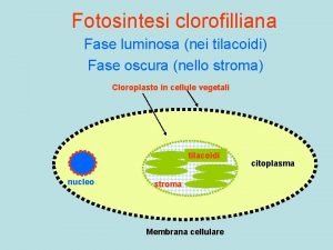 Fotosintesi clorofilliana Fase luminosa nei tilacoidi Fase oscura
