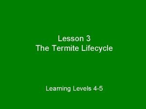 Termite lifecycle