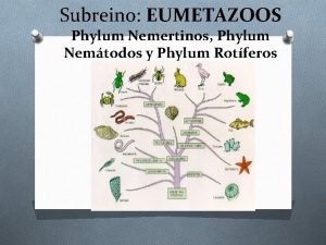 Eumetazoos ejemplos