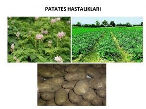 PATATES HASTALIKLARI Patates Dnyada en fazla tketilen temel