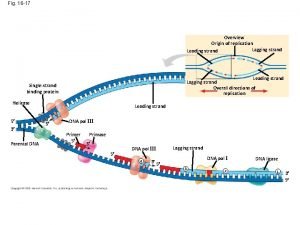 Dna replication fork Dna replication fork