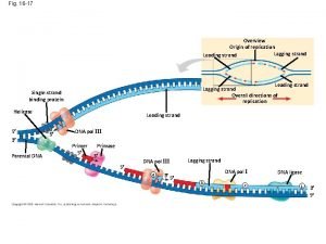 Fig 16 17 Overview Origin of replication Lagging