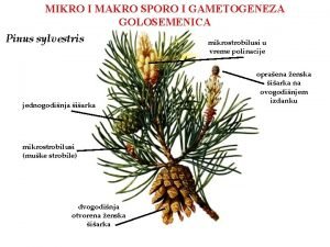 MIKRO I MAKRO SPORO I GAMETOGENEZA GOLOSEMENICA Pinus