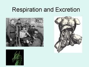 Respiration and Excretion Respiration at the organism level
