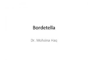 Bordetella Dr Mohsina Haq Classification Genus Bordetella B