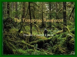 Temperate rainforest characteristics
