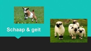 Gebit schaap