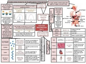 Enzymes catalyse increase the rate of specific reactions