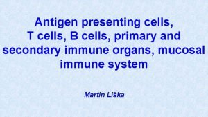 Antigen presenting cells T cells B cells primary