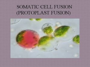 First somatic hybrid in plant was obtained by First somatic hybrid in plant was obtained by