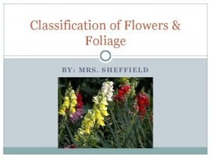 Foliage classification