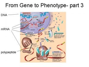 From Gene to Phenotype part 3 DNA TRANSCRIPTION