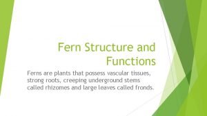 In ferns the plant structure