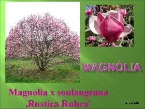 Magnolia soulangeana rustica rubra