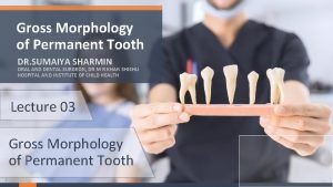 Dental morphology