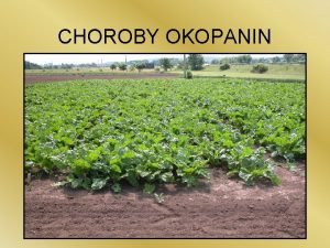 CHOROBY OKOPANIN Virzy bramboru Vznam zsadn 25 druh