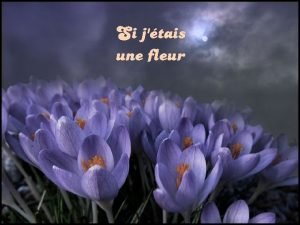 Si jtais une fleur Je voudrais tre celle