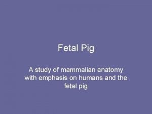 Taxonomy of a fetal pig