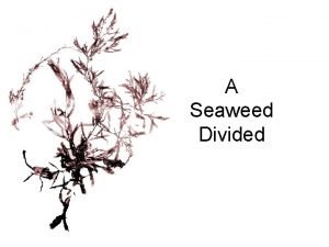 A Seaweed Divided What touches each of our