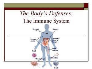 The Bodys Defenses The Immune System The Immune