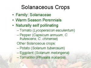 Solanaceous Crops Family Solanaceae Warm Season Perennials Naturally