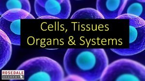 Cell tissue organ organ system organism