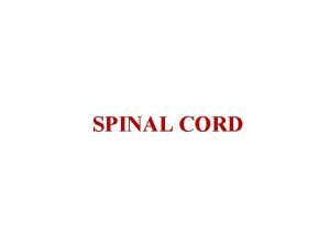 SPINAL CORD Histology of Spinal Cord The spinal