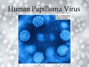 Human Papilloma Virus Gliederung Allgemeine Informationen Virusstruktur Infektion