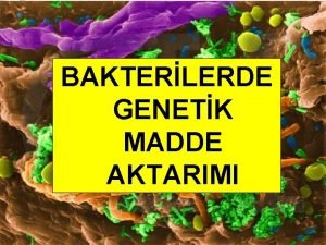 BAKTERLERDE GENETK MADDE AKTARIMI 1 Bakterilerde Genetik Madde