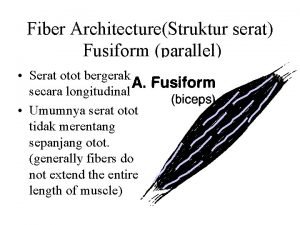 Fiber ArchitectureStruktur serat Fusiform parallel Serat otot bergerak
