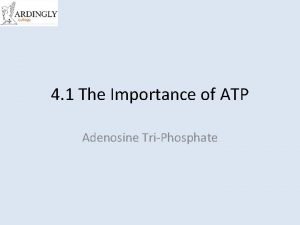 How is atp converted to adp