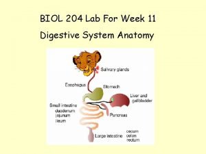 BIOL 204 Lab For Week 11 Digestive System