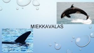 Miekkavalas englanniksi