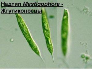 Mastigamoeba aspersa Ceratium hirudinella Choanoflagellida Euglena viridis Euglena