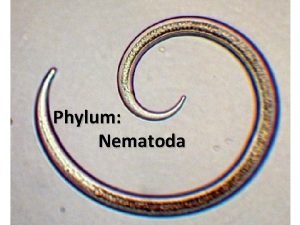Phylum Nematoda Nematodes Origin of the word nematoda