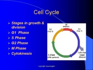 Cell Cycle Stages in growth division G 1