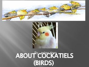 Why do cockatiels have mohawks