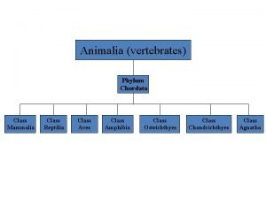 Animalia vertebrates Phylum Chordata Class Mammalia Class Reptilia