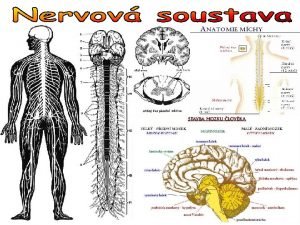 Funkce NS zen innosti vech orgnovch soustav v