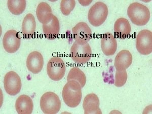 Cardiovascular System Blood Clinical Anatomy Tony Serino Ph