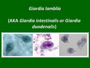 Giardia lamblia under microscope