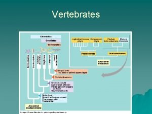 Vertebrates The Origin of Tetrapods The first vertebrates