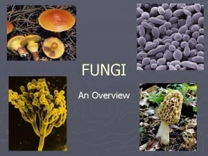 FUNGI An Overview Characteristics of Fungi Eukaryotic Nonphotosynthetic