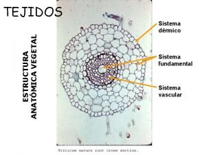 Colenquima estructura